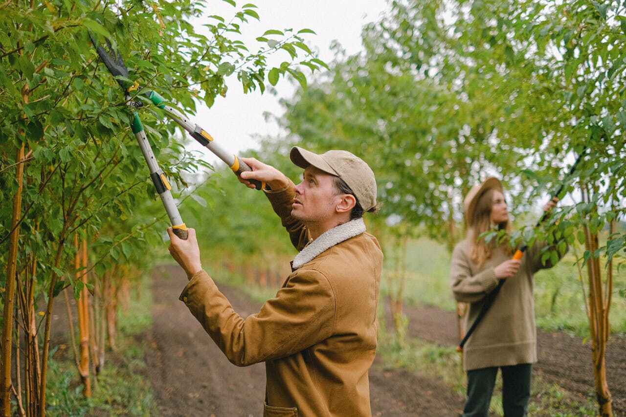 The Steps Involved in Our Tree Care Process in Northvale, NJ